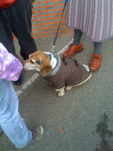 Not sure how the dog liked the crowd, but at least he had a sweater.